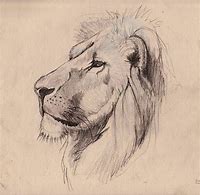 Image result for Alpha Lion Drawing