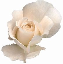 Image result for White Rose Transparent