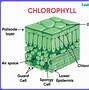 Image result for Photosynthesis Equation Diagram