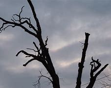 Image result for Halloween Scary Tree