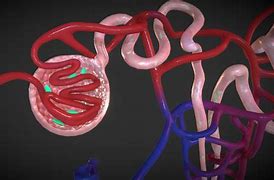 Image result for Nephron Model DIY