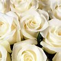 Image result for White Rose in Bloom