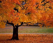 Image result for Autumn Page Background