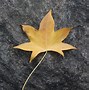 Image result for Maple Leaf Tree Seeds