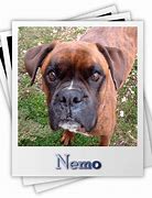 Image result for Nemo Home