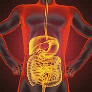 Image result for Urinary System Icon