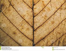 Image result for Brown Leaf Texture