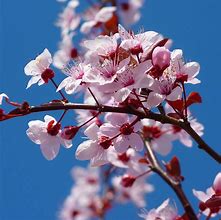 Image result for Cherry Blossom Tree Bark