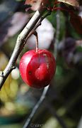 Image result for Prunus Cerasifera Tree Images