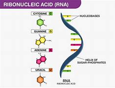 Image result for RNA Illustration