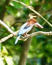 Image result for Drawing of a Bird On a Branch with a Colourful Background