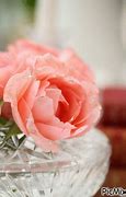 Image result for Coral Color Roses