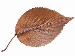 Image result for Free Leaf Template