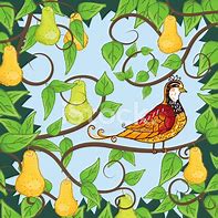 Image result for Partridge Bird in a Pear Tree