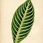 Image result for Tropical Single Leaf Decor Printable