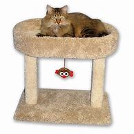 Image result for Carpet Covered Cat Scratching Post