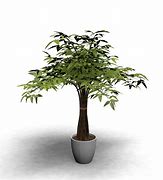 Image result for Indoor Plant Wallpaper