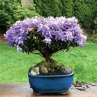 Image result for Dwarf Purple Rhododendron