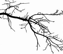 Image result for Tree Branch Line Art