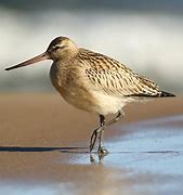 Image result for Small Long Beaked Birds