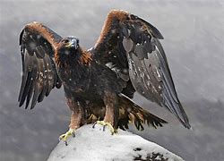 Image result for Golden Eagle Emblem