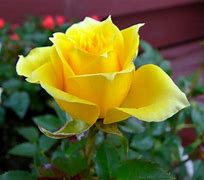 Image result for Bright Yellow Roses