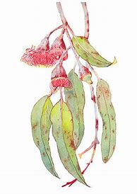 Image result for Eucalyptus Decorative Painting