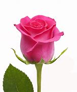 Image result for Pi Cof Long Stem Single Rose