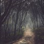 Image result for Forest Wallpaper