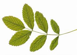 Image result for Leaf of Mango Drawing