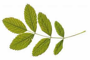 Image result for Leaf On Type Logo