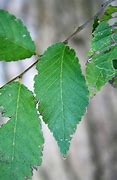 Image result for siberian elm tree flowers