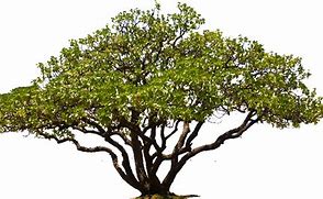 Image result for Light Green Oak Tree Silhouette