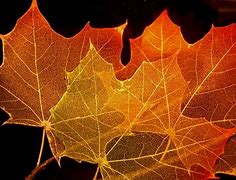 Image result for Two-Inch Maple Leaf Template