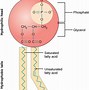 Image result for De Novo Synthesis of Phospholipids