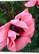 Image result for Pink Poppy Flower Art