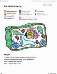 Image result for Plant Cell Coloring Sheet