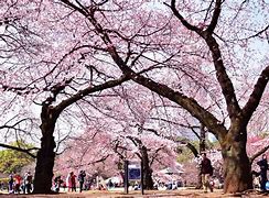 Image result for Red Cherry Blossom Tree