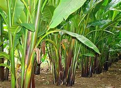 Image result for Filipino Abaca