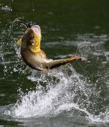 Image result for Fishing 4K PC Background