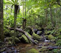 Image result for Forest Diversity