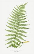 Image result for Fern Stencil