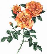 Image result for Orange Rose Drawing