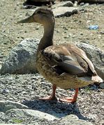 Image result for Duck Feet Graphic