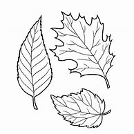 Image result for Printable Real Leaf