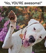 Image result for You're Awesome Dog Meme