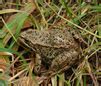 Image result for Amphibia Temple Frogs