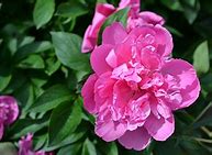 Image result for Peony Flower Tattoo Meaning