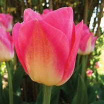 Image result for Triumph Tulips