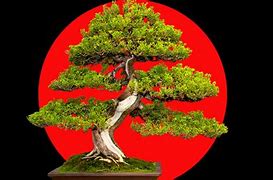 Image result for Full-Grown Bonsai Tree